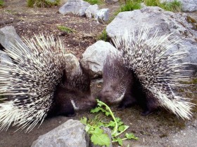 Sting y Porky_Puescoespines